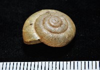 阿禮高腰蝸牛藏品圖，第2張