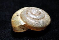 阿禮高腰蝸牛藏品圖，第3張