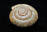 阿禮高腰蝸牛藏品圖，第5張