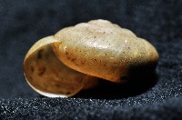 阿禮高腰蝸牛藏品圖，第7張