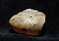 阿禮高腰蝸牛藏品圖，第8張