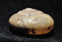 阿禮高腰蝸牛藏品圖，第9張