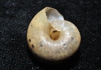 阿禮高腰蝸牛藏品圖，第10張