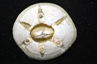 龜藤壺藏品圖，第4張