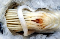 龜藤壺藏品圖，第10張