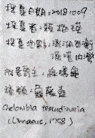 龜藤壺藏品圖，第20張