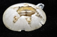 龜藤壺藏品圖，第4張
