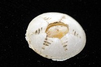 龜藤壺藏品圖，第5張