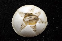 龜藤壺藏品圖，第6張