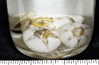 龜藤壺藏品圖，第11張