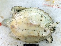龜藤壺藏品圖，第12張