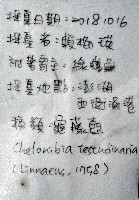龜藤壺藏品圖，第15張