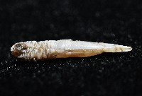 維氏三角鎧茗荷藏品圖，第9張