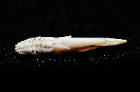 維氏三角鎧茗荷藏品圖，第10張