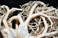 未知種筐蛇尾藏品圖，第4張