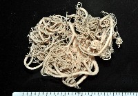未知種筐蛇尾藏品圖，第5張