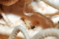 未知種筐蛇尾藏品圖，第9張