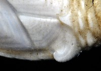 小甲小鎧茗荷藏品圖，第3張