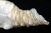 小甲小鎧茗荷藏品圖，第4張