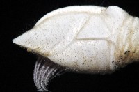 小甲小鎧茗荷藏品圖，第5張