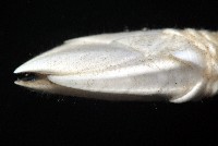 小甲小鎧茗荷藏品圖，第6張