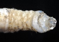 小甲小鎧茗荷藏品圖，第8張
