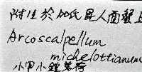 小甲小鎧茗荷藏品圖，第12張