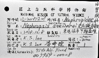 史氏擬海螯蝦藏品圖，第12張