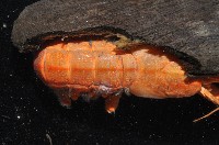大門螯(大輕石)寄居蟹藏品圖，第10張