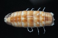 道氏紡錘水虱藏品圖，第3張