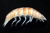 道氏紡錘水虱藏品圖，第4張