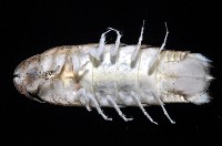 道氏紡錘水虱藏品圖，第5張