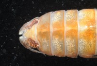 道氏紡錘水虱藏品圖，第8張