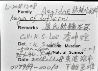 道氏紡錘水虱藏品圖，第11張