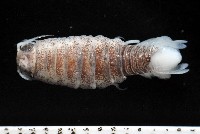 未知種浪漂水虱藏品圖，第1張