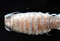 未知種浪漂水虱藏品圖，第2張