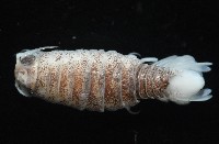 未知種浪漂水虱藏品圖，第3張