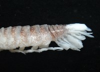 未知種浪漂水虱藏品圖，第4張