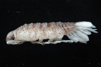 未知種浪漂水虱藏品圖，第5張