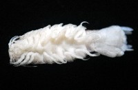 未知種浪漂水虱藏品圖，第6張