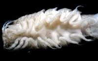 未知種浪漂水虱藏品圖，第7張