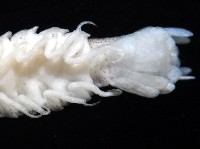 未知種浪漂水虱藏品圖，第8張
