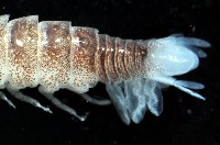 未知種浪漂水虱藏品圖，第10張