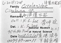 未知種浪漂水虱藏品圖，第11張