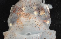 瓦爾迪瓦紡錘魷藏品圖，第7張