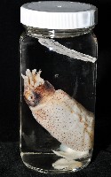 瓦爾迪瓦紡錘魷藏品圖，第10張