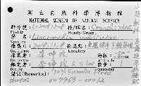 瓦爾迪瓦紡錘魷藏品圖，第11張