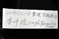 瓦爾迪瓦紡錘魷藏品圖，第12張