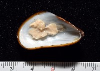 深海殼菜蛤的一種藏品圖，第2張