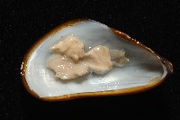 深海殼菜蛤的一種藏品圖，第3張